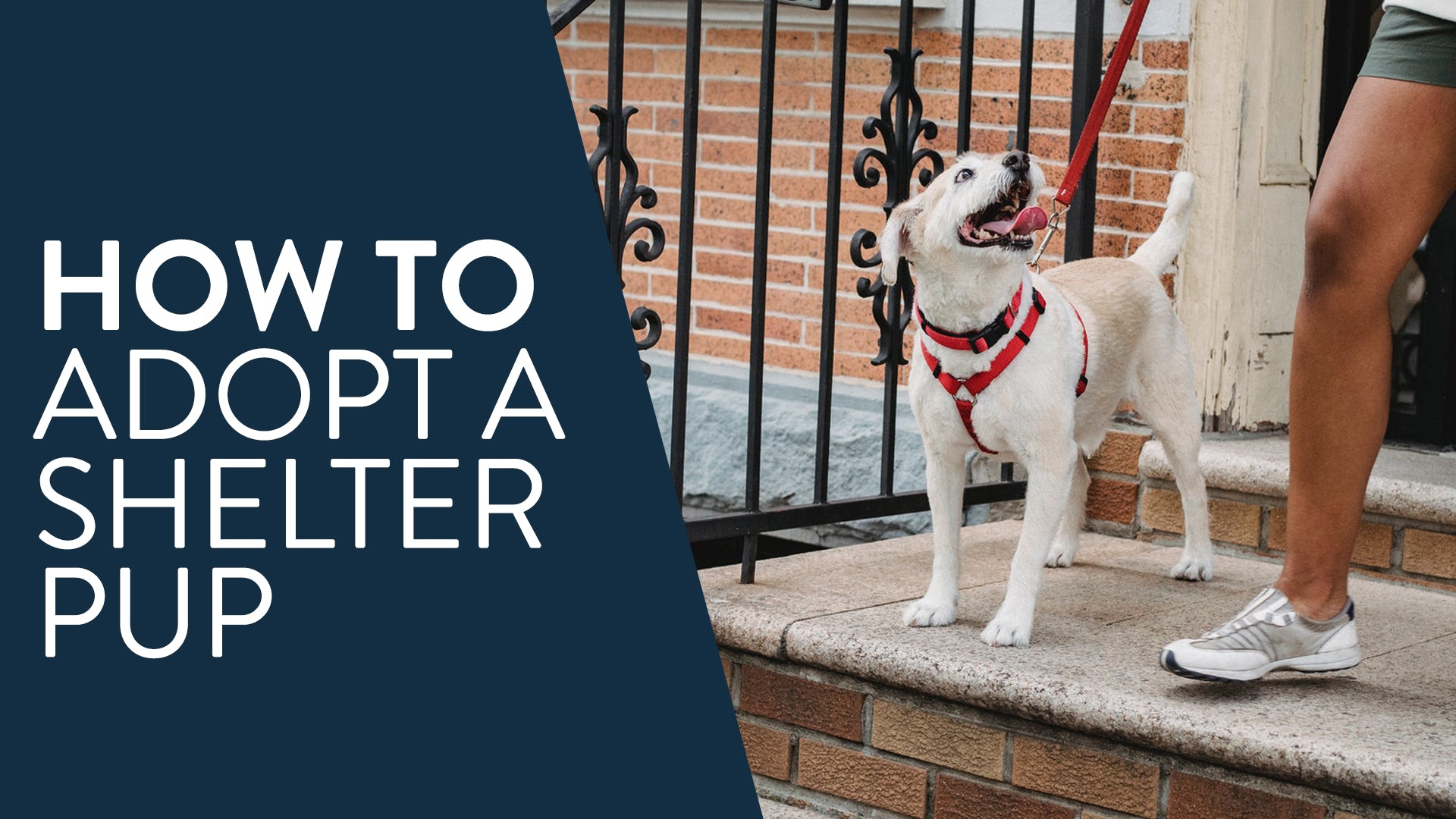 How To Adopt A Shelter Pup