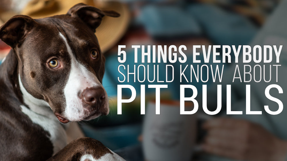 5 Things Everybody Should Know About Pit Bulls