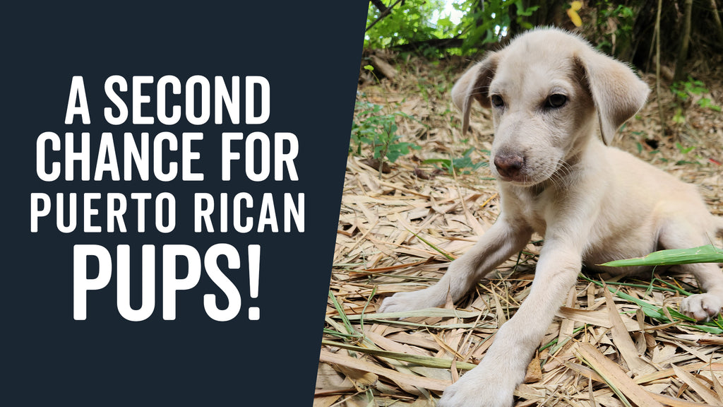 Rescue Roast Coffee Feature: Flying Puerto Rican Pups to Safety