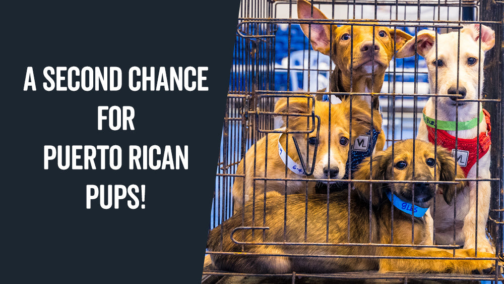 Rescue Roast Feature: The Sato Project