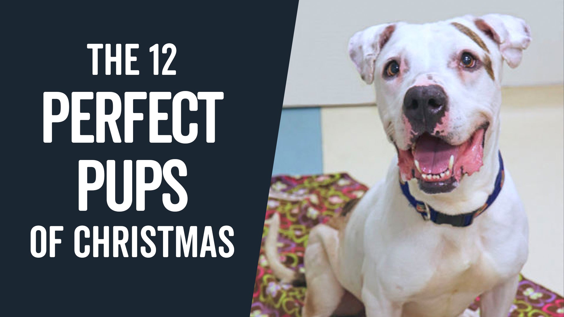 The 12 Perfect Pups Of Xmas