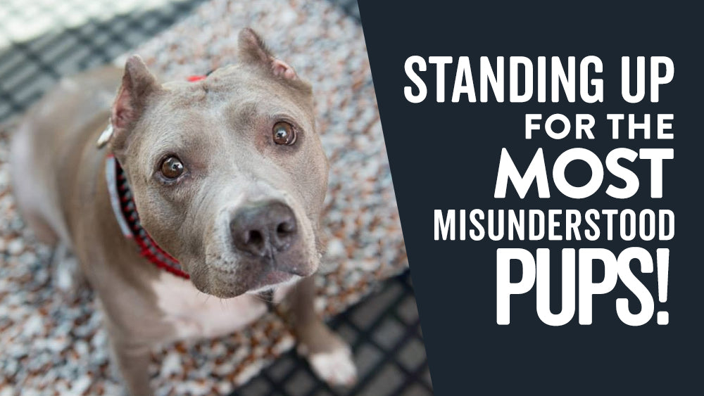 Rescue Roast Feature: Stand Up For Pits Foundation
