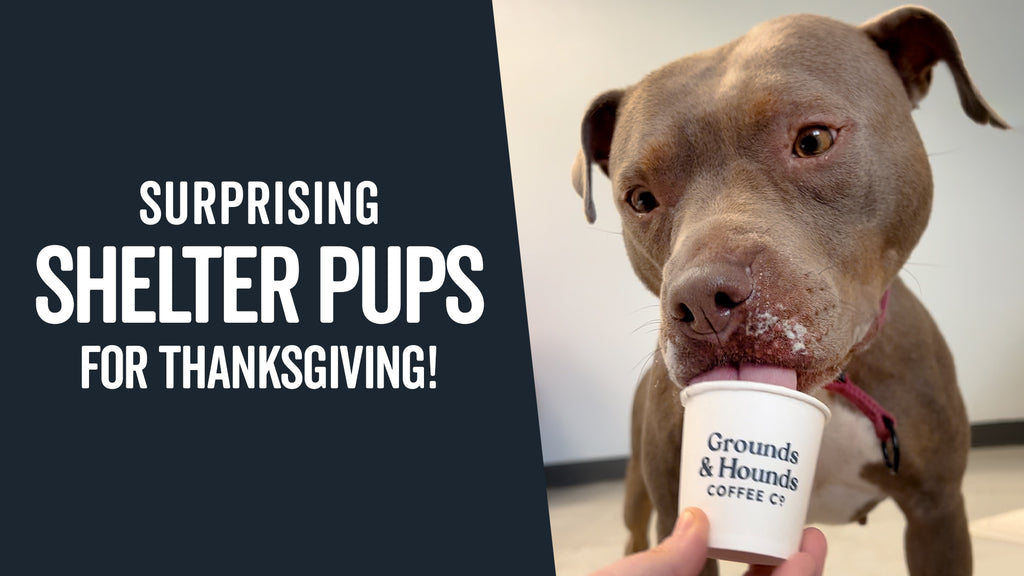 Surprising Shelter Pups with a Thanksgiving Feast!